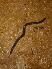 Ichthyophis