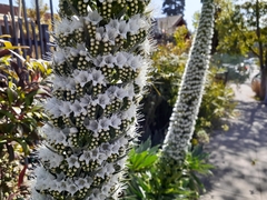 Echium simplex