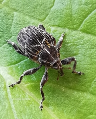 Mogulones geographicus