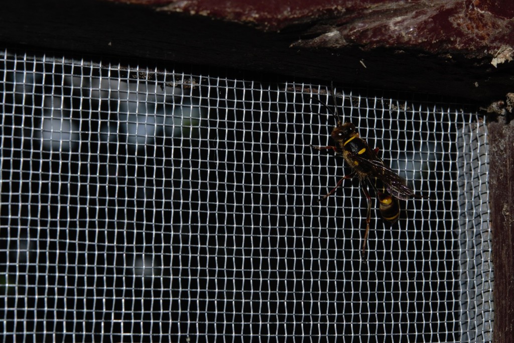 Sceliphron rufopictum