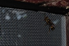 Sceliphron rufopictum laticinctum