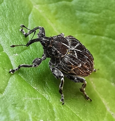 Mogulones geographicus