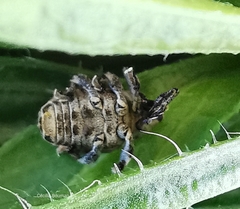 Mogulones geographicus