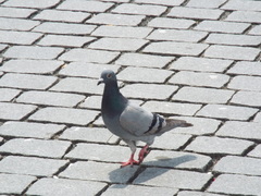 Columba livia domestica
