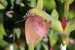 Callophrys augustinus iroides