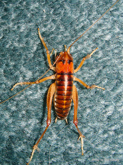 Hemiandrus pallitarsis