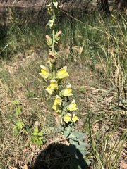 Linaria dalmatica dalmatica