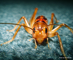 Hemiandrus pallitarsis