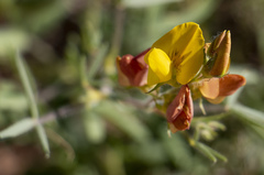 Crotalaria podocarpa