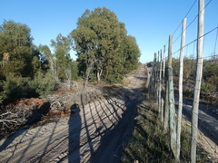 Eucalyptus gomphocephala
