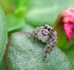 Phidippus putnami