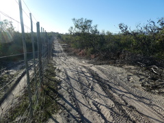 Eucalyptus gomphocephala