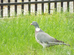 Columba palumbus