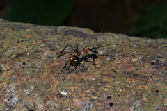 Polyrhachis mindanaensis