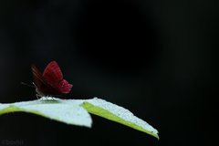 Abisara echerius