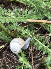 Fruticocampylaea narzanensis