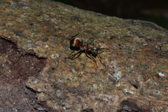 Polyrhachis mindanaensis