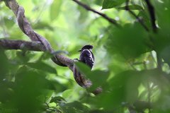 Meiglyptes jugularis