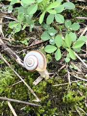 Fruticocampylaea narzanensis