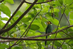 Psarisomus dalhousiae