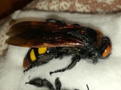 Megascolia maculata maculata