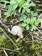 Fruticocampylaea narzanensis