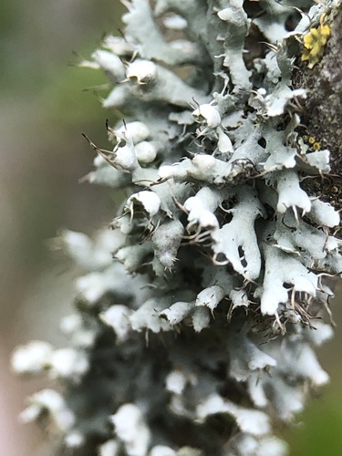 Atkilioji žiauberė nuotrauka