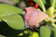 Callophrys augustinus iroides