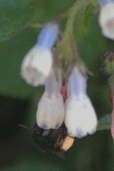 Anthophora plumipes