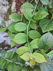 Symplocos paniculata