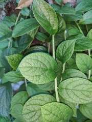 Symplocos paniculata