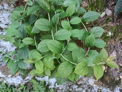 Symplocos paniculata