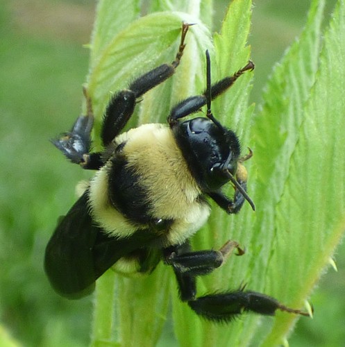 Southern Plains Bumble Bee photographed in South Carolina
