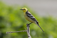 Citrine Wagtail photo 1