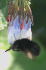Anthophora plumipes
