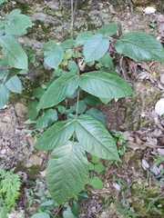Aralia chinensis