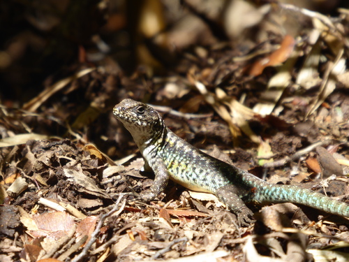 Liolaemus pictus
