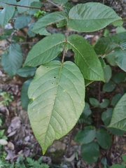 Aralia chinensis