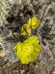 Cylindropuntia whipplei