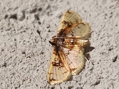Compacta hirtalis