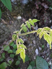 Aralia chinensis