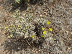 Cylindropuntia whipplei