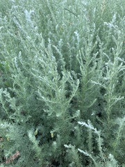 Artemisia austriaca