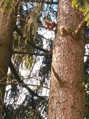 Sciurus vulgaris