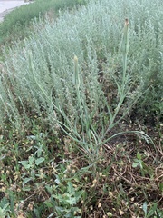 Artemisia austriaca