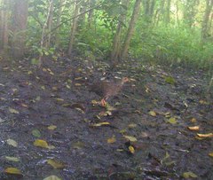 Pternistis ahantensis