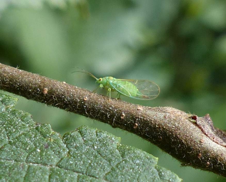 Psylla viridescens