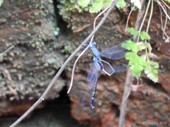 Lestes dorothea