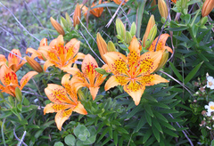 Lilium maculatum