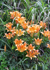 Lilium maculatum